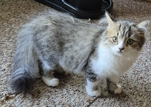 Sibirsche katze