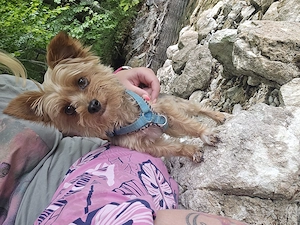 Yorkshire terrier Deckrüde!!!