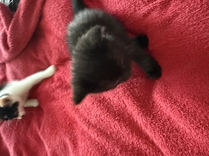 Katze Britische Mix