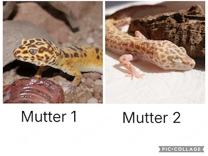 Junge Leopardgeckos  Bild 5