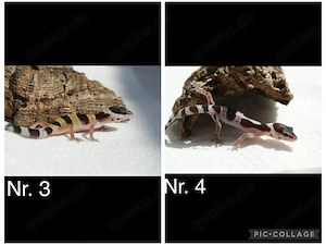 Junge Leopardgeckos  Bild 4