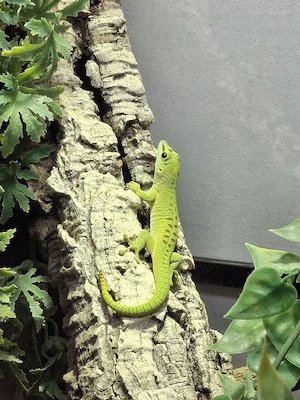 0.0.2 Phelsuma Grandis 