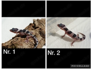 Junge Leopardgeckos 