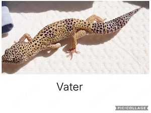 Junge Leopardgeckos  Bild 6