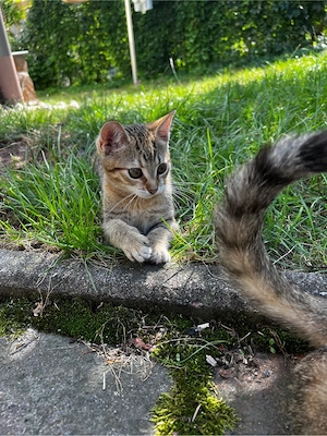 katzen baby 