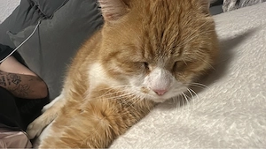 kater 10 jahre sucht zuhause 