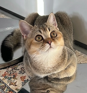 Wunderschöne BKH-Katze in Golden-Tabby sucht ein liebevolles Zuhause