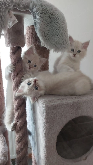 Süße Ragdoll Kitten  Bild 3