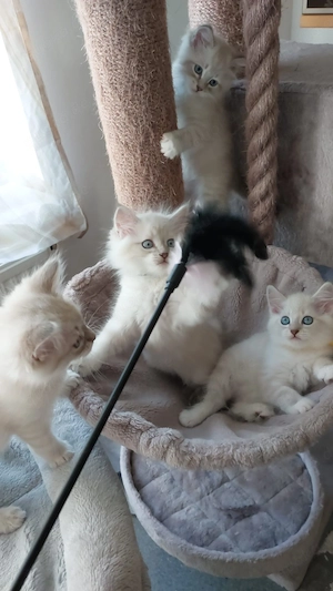 Süße Ragdoll Kitten  Bild 4