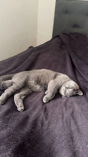Nala deckungs bereit 
