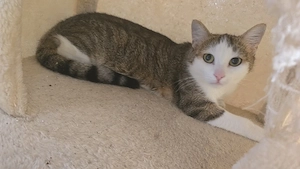 Eine Süsse Katzen Dame
