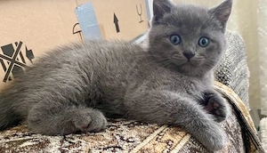BKH Kitten  Junge Blue sehr lieb reinrassig