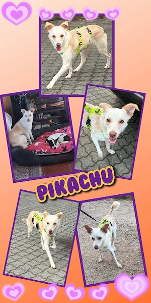 offener, unkomplizierter, junger Rüde "Pikachu" sucht ein liebevolles Zuhause