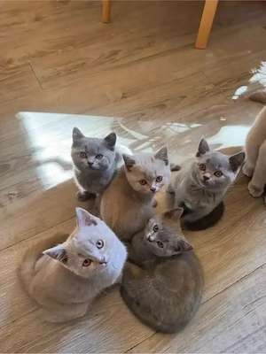BKH Kitten Katzenbabys in Creme & Grau (Blue)