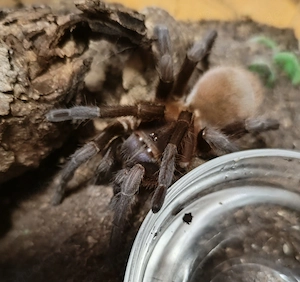 Citharacanthus cyaneus. ( Weibchen) mit Box
