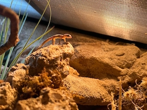Tropiocolotes steudneri (Zwergwüstengecko)