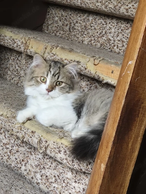 Sibirsche katze