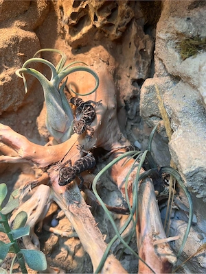 Viperngeckos 1.4.6 (Hemidactylus imbricatus)