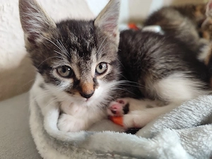 kitten zu vermitteln 