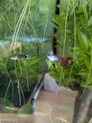 Fische zu verschenken 
