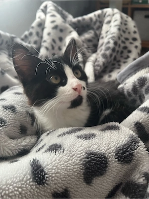 Kitten Katzenbabys