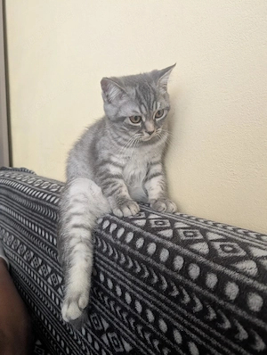 Reinrassiger BKH Kater in Silver Tabby sucht neues Zuhause