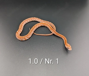 Kornnattern (Pantherophis guttatus)