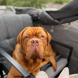 bordeauxdogge rüde 