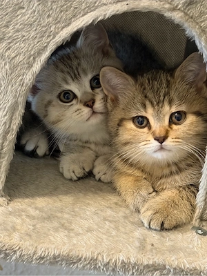 BKH katze 
