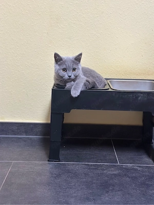 BKH Kitten Blue Stammbaum Bernstein Augen