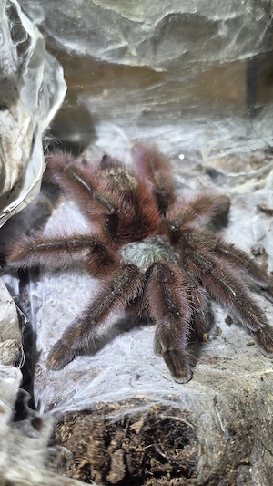 caribena versicolor Vogelspinne mit terrarium 