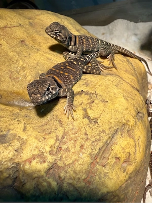 Nachzucht Halsbandleguane Crotaphytus collaris 