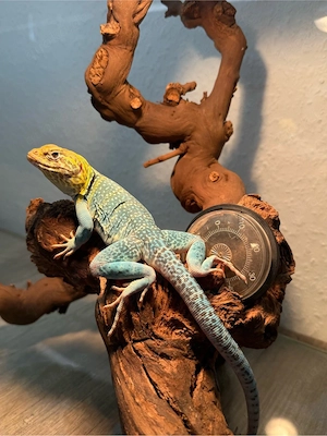 Nachzucht Halsbandleguane Crotaphytus collaris 