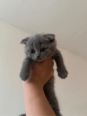 kitten suchen zuhause 