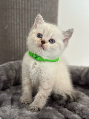 Wunderschöne BKH Kitten *Nur noch 1*