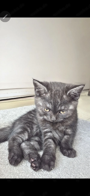British Kurzhaar (BKH) Kitten sucht ein liebevolles Zuhause