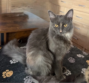 nur noch diese Maine Coon Torti Mädchen Bild 4