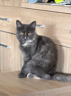 nur noch diese Maine Coon Torti Mädchen Bild 7