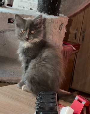 nur noch diese Maine Coon Torti Mädchen Bild 6