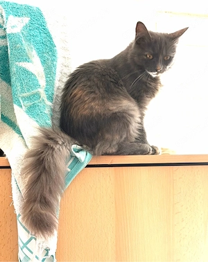 nur noch diese Maine Coon Torti Mädchen Bild 5