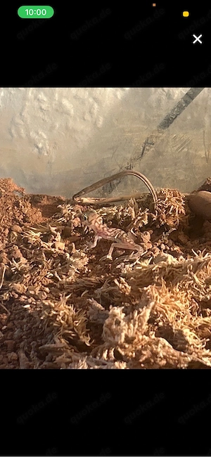 Namibgecko  Pachydactylus Rangei 