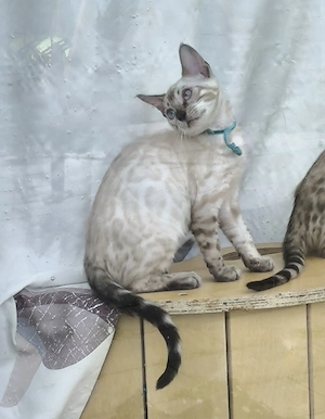total verschmuster reinrassige Bengalkater 