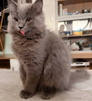 BLH Kitten noch 1 Mädchen! Bild 4