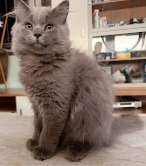 BLH Kitten noch 1 Mädchen! Bild 2
