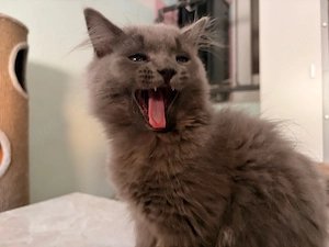 BLH Kitten noch 1 Mädchen! Bild 5
