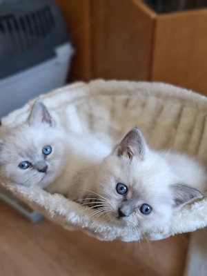 Hl. Birma BKH Mix Kitten