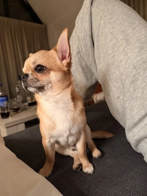    Liebevolles Zuhause für unseren Chihuahua Maxi gesucht