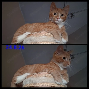 katzenkind Kater kastriert