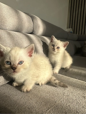 Wunderschöne, liebe Babykatzen suchen ein liebevolles Zuhause