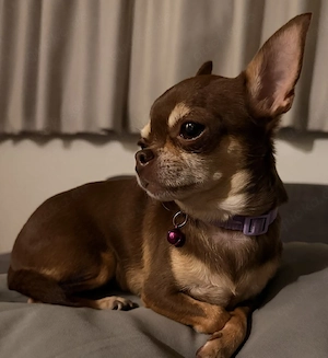    Liebevolles Zuhause für unsere Chihuahua-Hündin Susi gesucht
